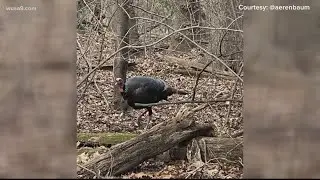 Wild turkeys spotted in DC, one person claims they were attacked