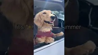 ✨hot dog summer 🌭 livin it up! #dogs #shorts #dog #cute #summer