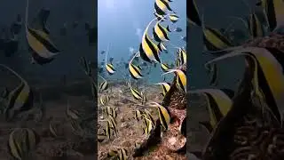 #moorishIdofish #fish #divingfun #shortvideoyoutube