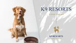 K9 Resorts Promotional - Doggie Daycare of Apex, NC - Who can look after my dog during the day?