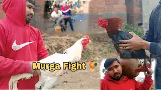 Subah ki sair aur doston ke saath Murga Fight 🐓🔥