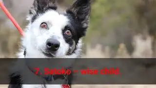 🐕 Japanese Dog Name Ideas - TOP 10 Japanese Dog Names!