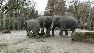 deinZoo - Elefanten fressen Bananenbl&auml;tter