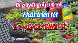 Cách giúp vạn thọ ra rễ nhiều 