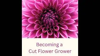 Answering Listeners&rsquo; Seed Planning Questions, Laptop Dramas & I&rsquo;ve Only Gone And Bought More Annuals
