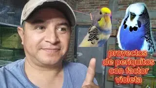 proyectos de periquitos con factor violeta