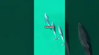 Bottlenose dolphins teamwork to get prey.#BottlenoseDolphins #DolphinHunting #WildlifeBehavior
