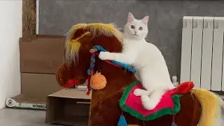Дачники 