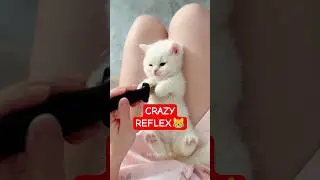Mind-Blowing Cat Reflexes ⚡ #FunnyCats #CatReflex #CatShorts #ViralShorts