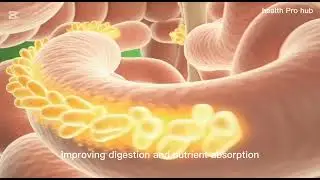 What Happens When You Drink Mango Juice? | Inside the Human Body in 3D (Medical Animation)