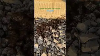 How to Kill Ants?
