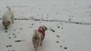 How to keep your pets warm during the winter