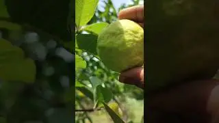 HOW Many Days To Harvesting Guava Fruit #ytshorts #philwickham #brandonlake #gardeningtips #food