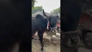 Ha vathiyara ha.  Balad
