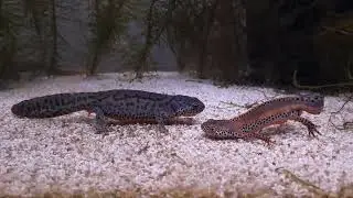 Alpine Newts (Ichthyosaura Alpestris) tail fanning/breeding behavior