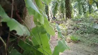 AC Alan dikebun kebun