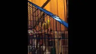 My fife fancy canary singing full voice 1