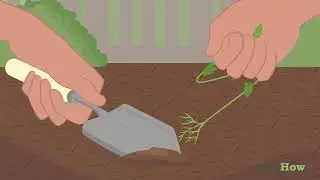 How to Get Rid of Bindweed