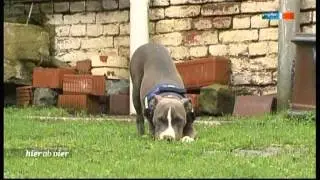 Blue wird vermittelt