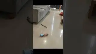 RC snake in my house #unboxing #toys