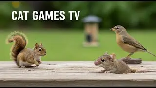 🔴LIVE 10 HOUR - WOW! A selection of calming games designed for cats #62