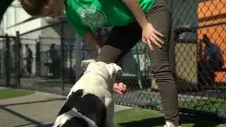 Miami Dade County Animal Shelter | Easy Grass Installation