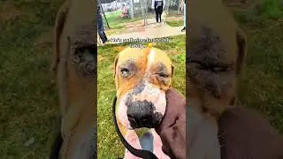 Would you help me grandpa? #dogs #dog #shelter #savedogs #grandpa