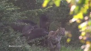 Leopard (Jerry a male from Yala) chased by wild boars - The hunting game