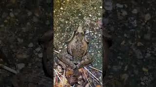 mating call of Ptychadena anchietae