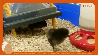 Past 2025 Chickens Stream at Beaver Library