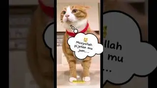 oyen pijat plus minus #shorts #cat #kucingoren
