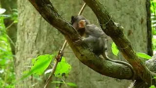 Mom Left Lizza Alone/ So Pity Lizza Scares Running To Seeking Beloved Mom Lizzy