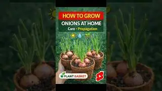 Propagate Onion Leaves at Home Easily | Grow Unlimited Green Onions #onionleaves#growonion #shorts