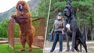 सिर्फ हिम्मतवाले लोग ही इन नस्लों के कुत्ते पाल सकते हैं | Dog Breeds for  the Bravest People