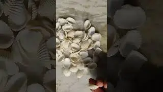 How to make a hole in a see shell🐚|| without drill #easydiyideas #shorts #youtubeshorts