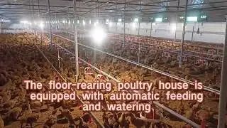 No More Manual Work! Huabang Smart Chicken Coop with Feeding & Water Control