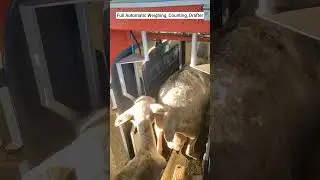Fully automatic sheep weighing, counting, drafter
