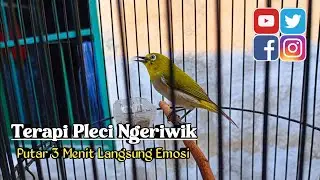 TERAPI PLECI NGERIWIK KASAR DAN BUKA PARUH ‼️ Ampuh Buat Menaikan Birahi Pleci Mu