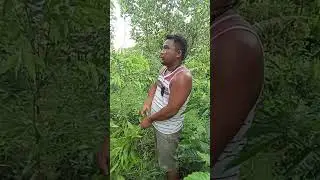 Agarwood plantation #10