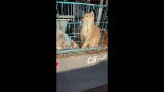 POV Pet Market Walkthrough | Real-Time Kitten Viewing | Loud Market Atmosphere