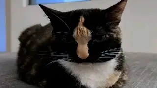 FUNNY CATS MEMES COMPILATION V06