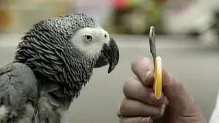 Alex the Smart Parrot - Talking bird distinguishes colors, shapes, sizes, numbers