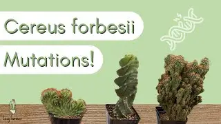 Разновидности Cereus forbesii | Спиральный кактус, монстрозный и гребенчатый мутанты