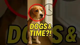 Do Dogs Really Understand Time?  The Answer Will Surprise You😨
