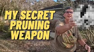 How I'm Pruning my Overgrown Fig Tree in Florida