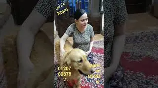 جوانتى الاسكراتش من ايكو واى
