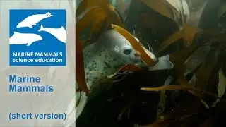 Marine Mammals science education (short version)