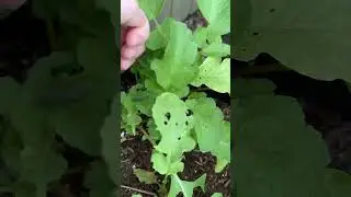 Caterpillar Damage #shorts #gardening