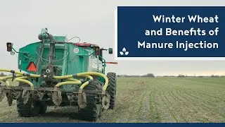 Winter Wheat and Benefits of Manure Injection before Corn - Practical Cover Croppers