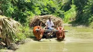 new Bullock Cart Heavy load  stream water ride in stuck // Indian's Cow videos